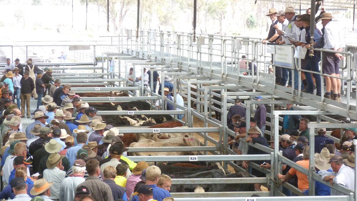 A large contingent of mainland buyers were active at Powranna, Tasmania, sales last year.