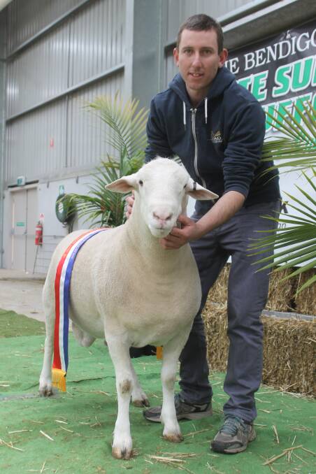 Damien Hawker, Omad stud, Kaniva, Vic, with his supreme White Suffolk exhibit. Judge Andrew Donnan, Anden stud, was impressed by the ram's width and power.