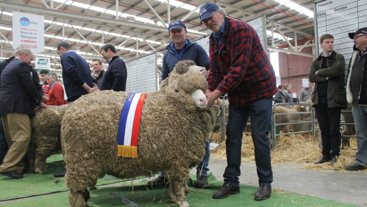 Richard Beggs leads the ram and Gerard Meulendyks the ewe of the Victorian Merino Pair of the Year.
