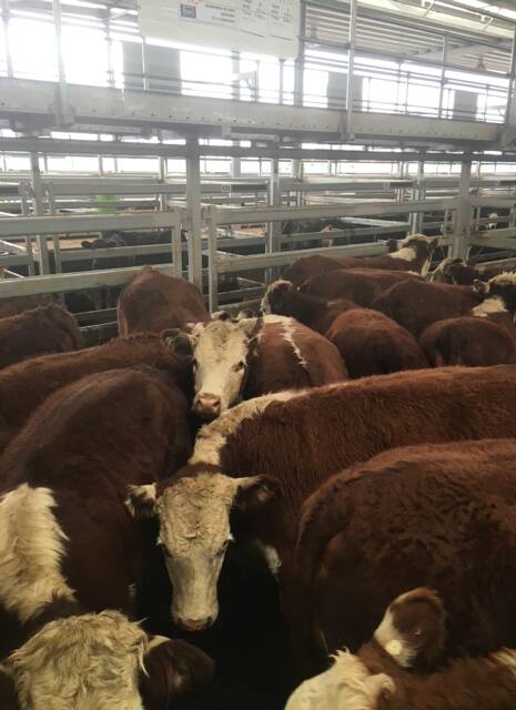 QUALITY: F&J McCormack, Bullioh, sold 24 Hereford heifers to $1020 top.