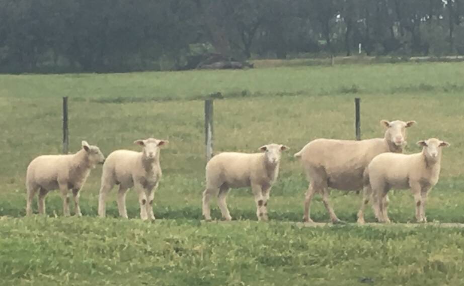 The Schlitz family have found adding Texels to the sheep mix at Uondo Pastoral, near Kerang, has meant they turn off lambs earlier, which has created marketing options.