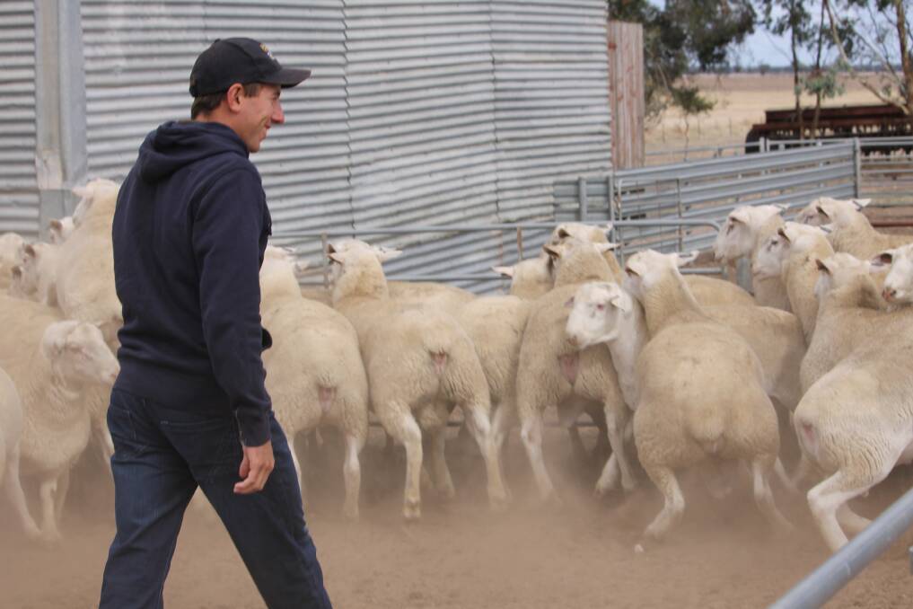 Principal Damien Hawker shows Stock & Land this year's sale rams and ewes, which were to start lambing 10 days after the photos were taken.