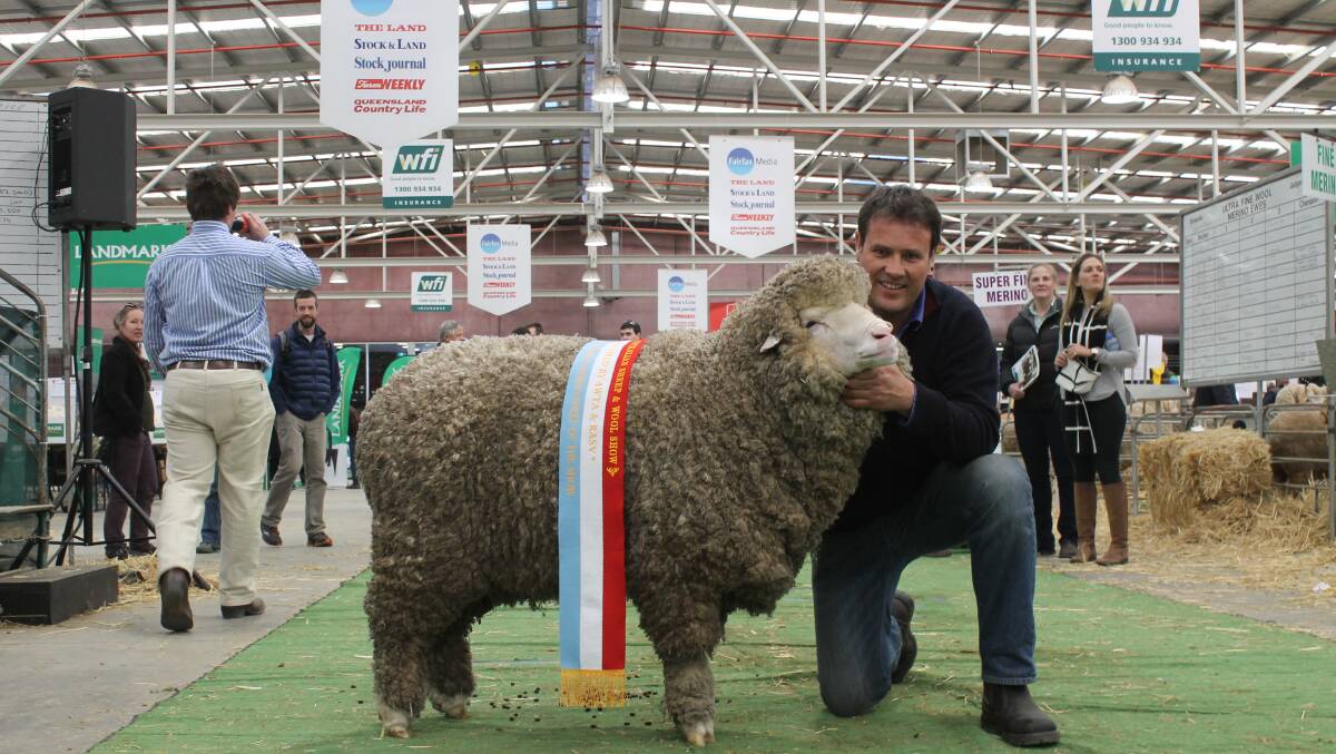 Paul Walton, Wurrook Merino stud, Rokewood, won supreme Merino exhibit at the 2016 with this fine wool ewe. Photo by Laura Griffin.