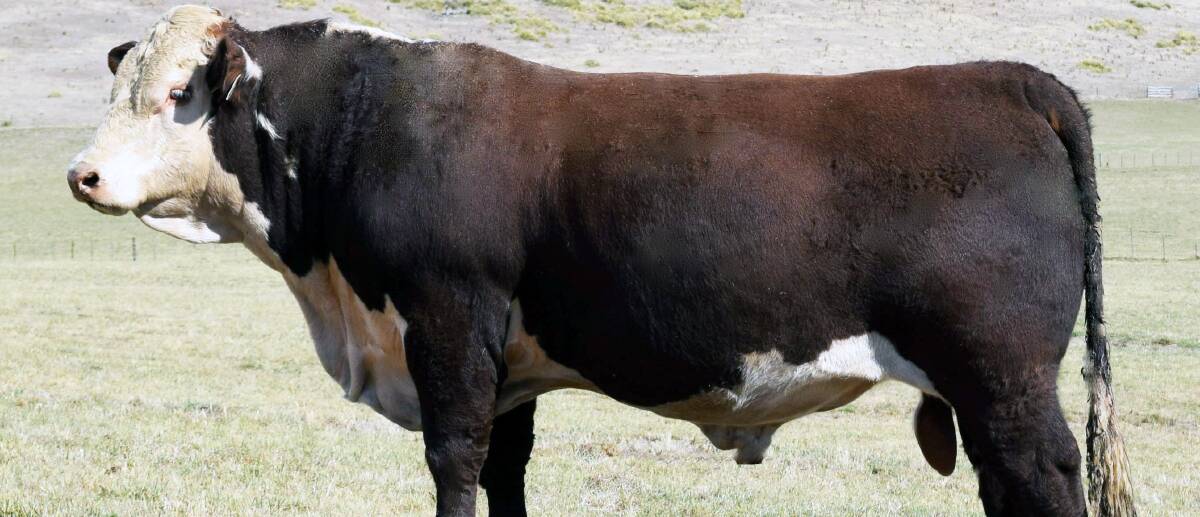 PRIME BULL: Guilford Kurrajong K140 sold for the sale's top price of $7500.