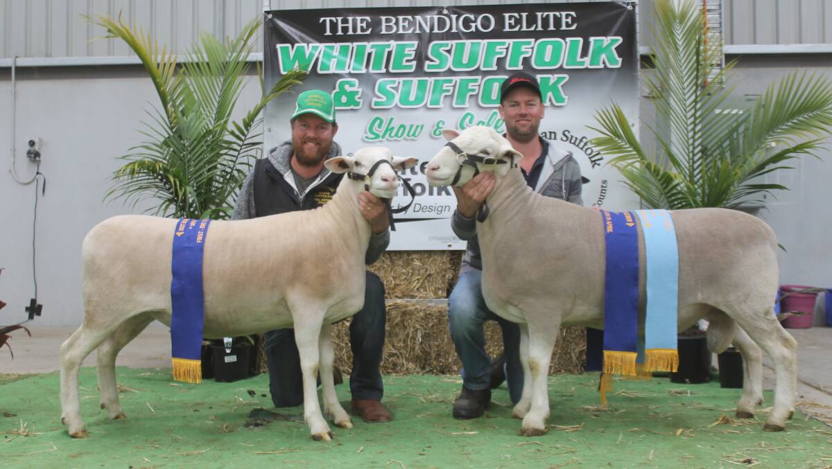 Brothers Mark and Guy Treweek with Guy's Induro stud's winning April ewe and April ram. Induro won the most successful White Suffolk exhibitor.