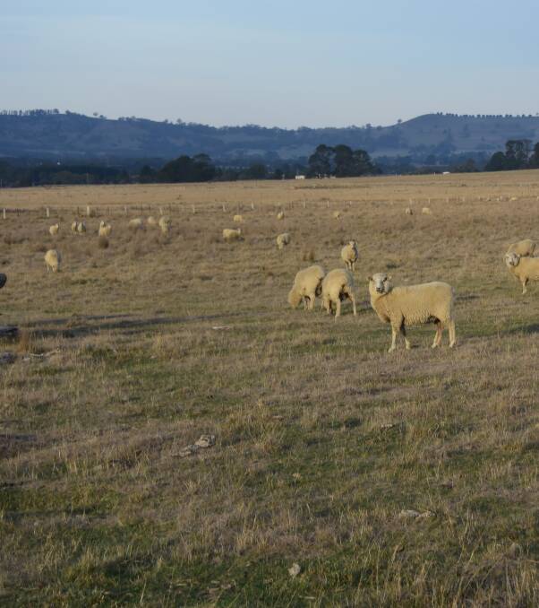 TOGETHER: The Border Leicester and Border Leicester-Merino ewes are running together and are to lamb down from late May.