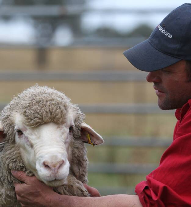 Chad Taylor, Mumblebone Merinos, Wellington, NSW, believes in a balance of wool and carcase traits.