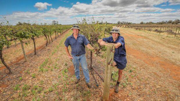 Double blow: Russell McManus (left) with brother Neville not only sustained damage to their vines but they will also lose out on contracts to harvest other growers' grapes. Photo: Darren Seiler