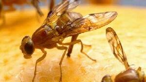 Fruit fly management boost