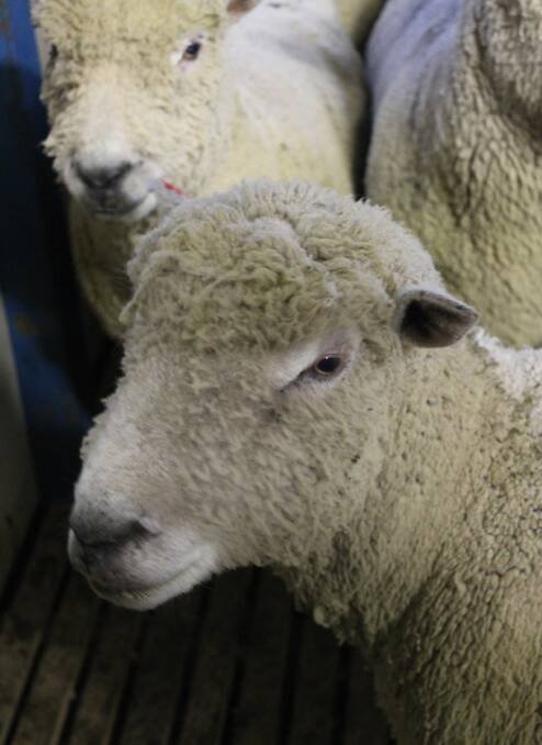 Sheep of all breeds will be on show at Sheep Week next June.