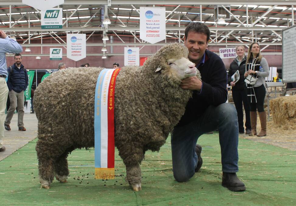 Paul Walton, Wurrook Merino stud, Rokewood, won supreme exhibit with this fine wool ewe.