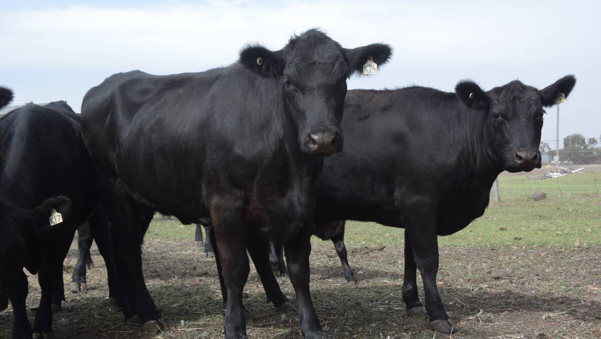 The Howard family have stuck with Hazeldean Angus females for their calving ease, mothering ability and resilience to difference weather conditions. These first calving heifers started calving in late February. 