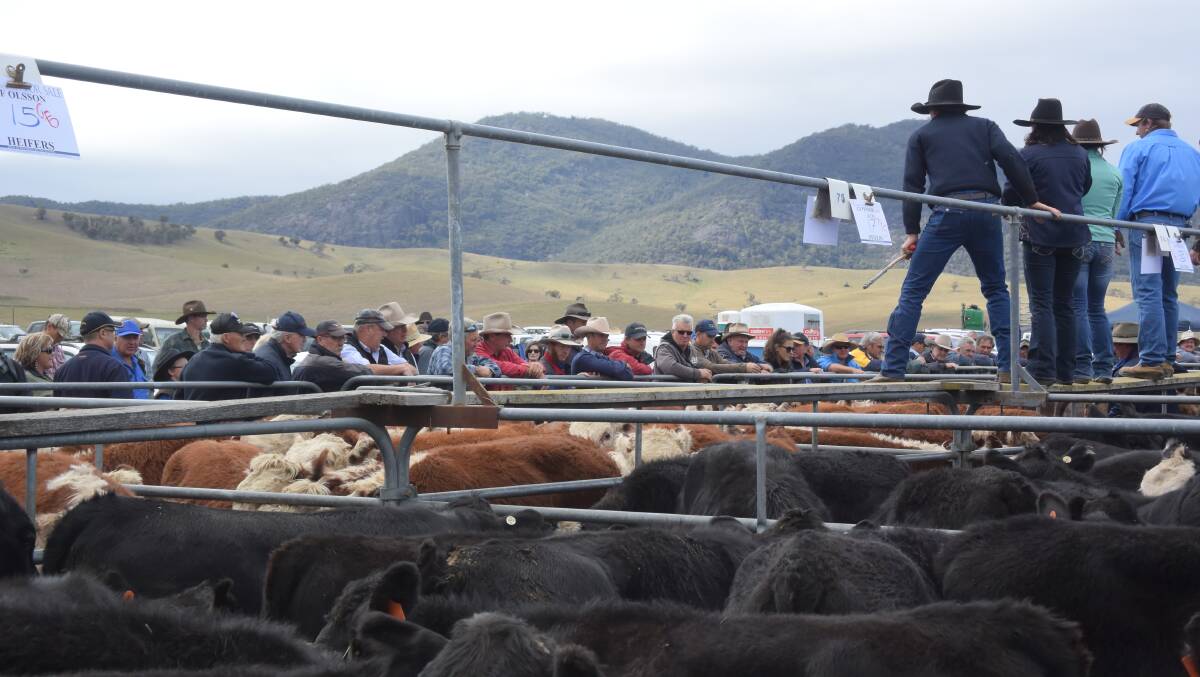 The Mountain Calf sales (including at Hinnomunjie, pictured) are accessible by windy and steep road. Photo: Laura Griffin