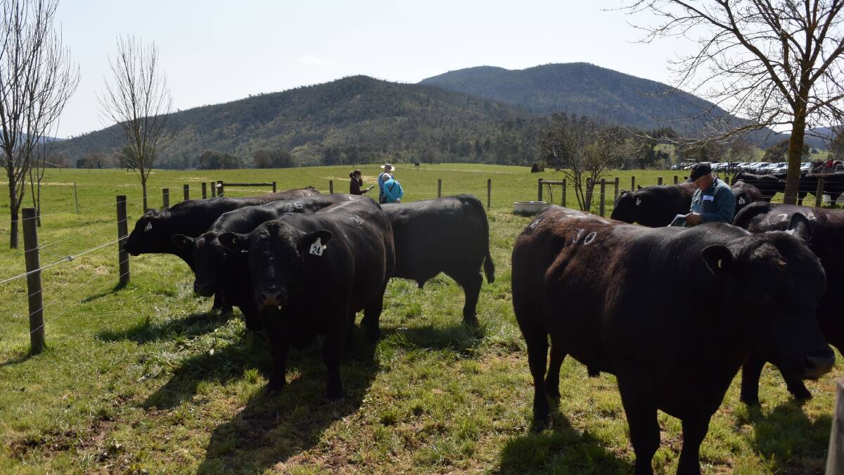 The sale was held at their picturesque Alpine sale complex at Rosewhite.
