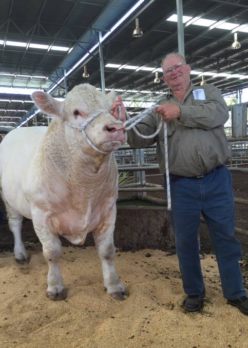 Peter Bowman, Wulgulmerang, will have the first calves by Waterford Ka Boom (AI) (P) in a couple of months.