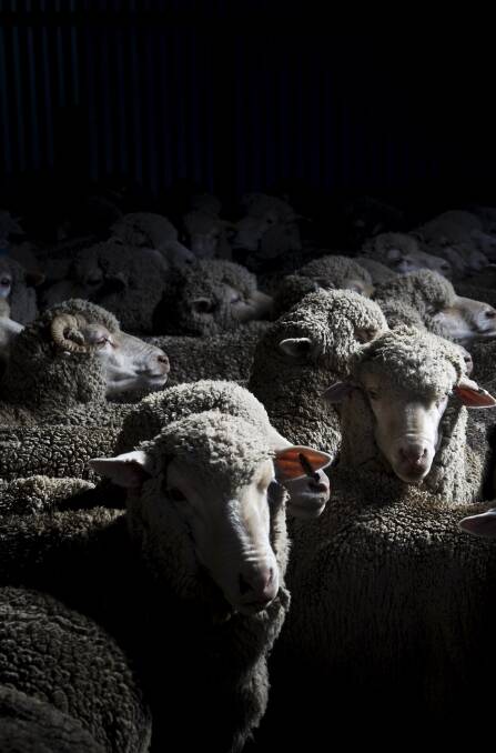 Live-ex ban: NZ's proposal to ban live exports for slaughter could put further animal welfare pressure on the Australian industry. Photo: Rohan Thomson