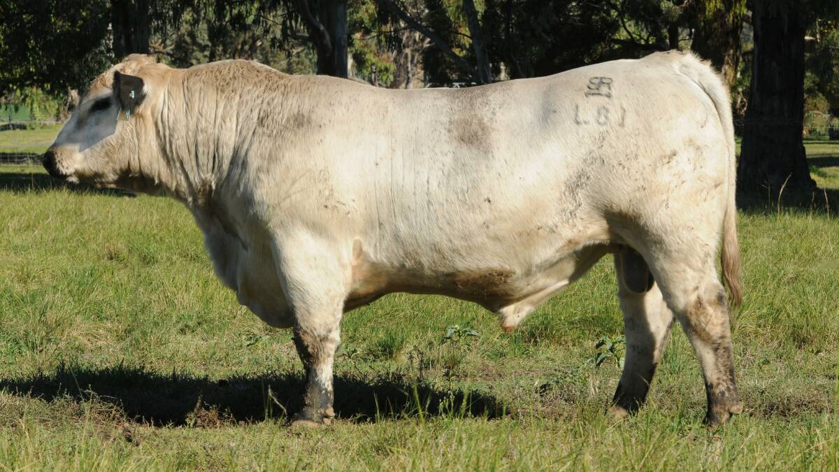 Minnamurra Leander L81 (ET), sold to a syndicate of Victorian and NSW breeders, was 140kg heavier than the average sale bull weight and had the highest EMA and IMF.