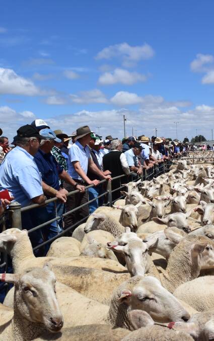 Time for a change: Last week's annual first-cross ewe sale at Ballarat's existing saleyards.