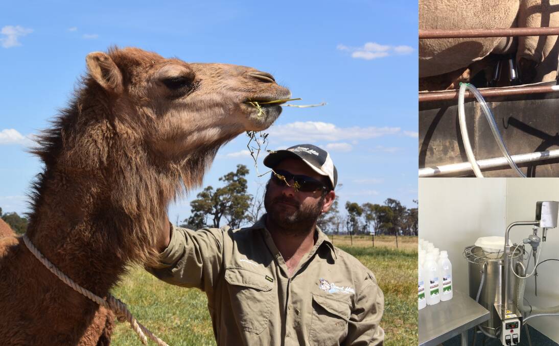 Megan and Chris (pictured) Williams have a camel dairy herd at Kyabram. Because it is one of only two licensed camel diaries in Australia, they have also set up a pasteurising and bottling plant, from which they send out milk daily.