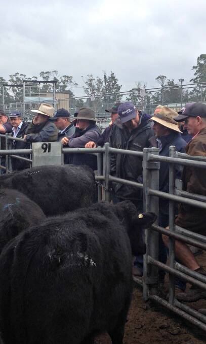 COMPETITIVE: Interstate buyers claimed 1000 head from the 3000 head at Roberts Powranna saleyards on Thursday. Photo by Richard Bailey.