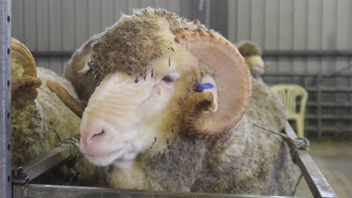 The spring Merino ram selling season is expected to produce some strong average prices.