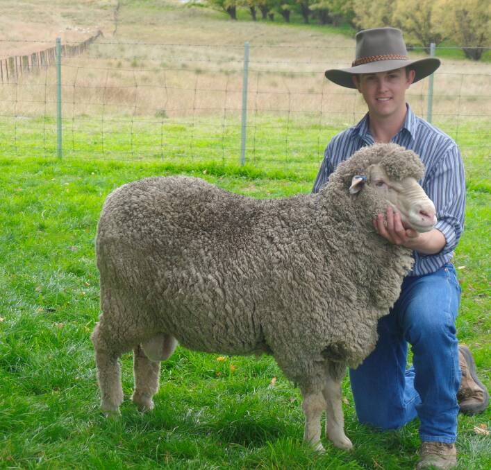Todd Whillock travelled far and wide to find genetics for the family's new 'Clovernook' stud, based at Walcha, NSW, before buying this Toland Poll Merino ram.