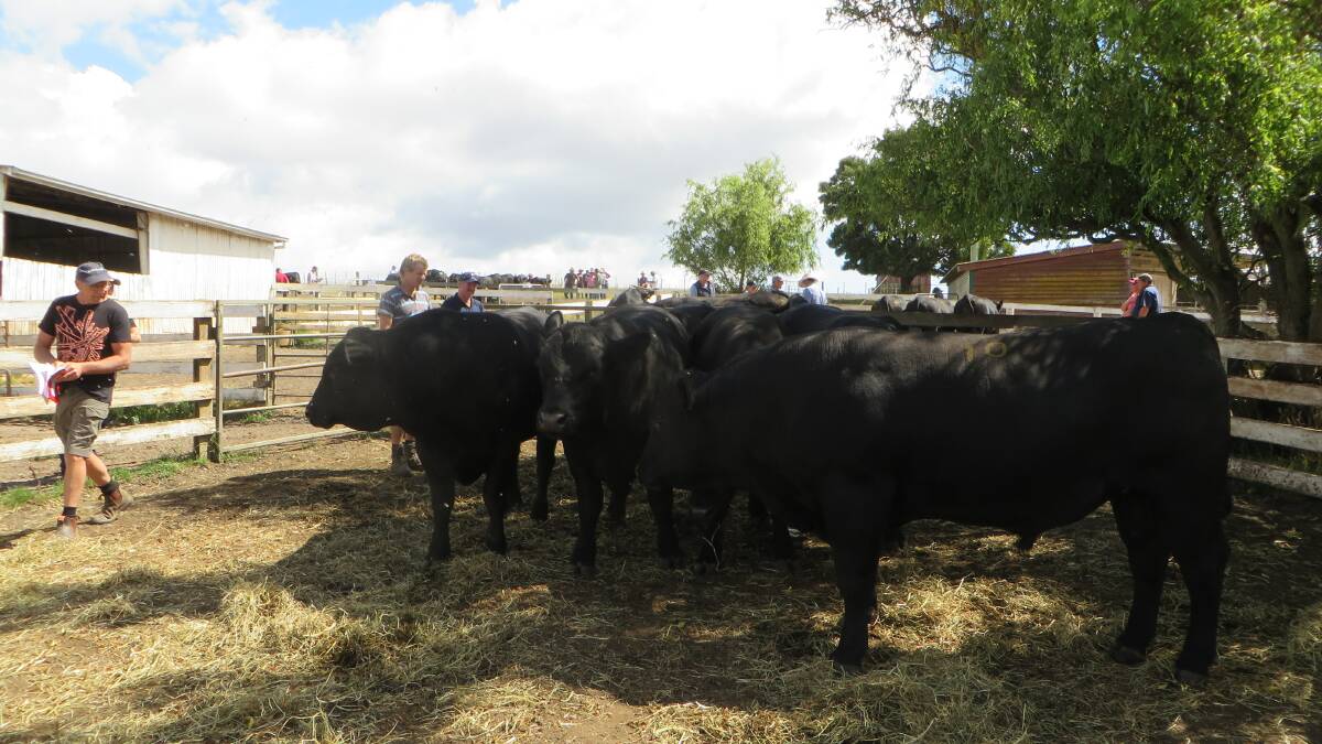 Prospective buyers inspecting the bulls before the sale.