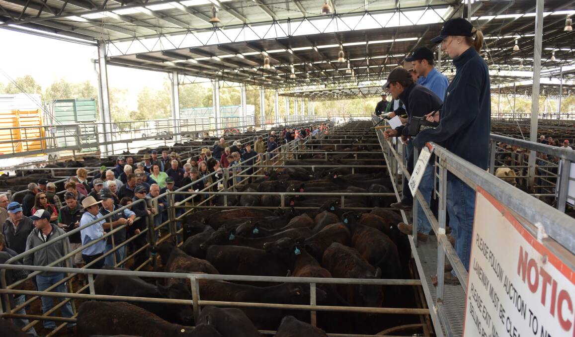 Prices were strong at the feature weaner sale at Yea on Friday January 15, 2016.