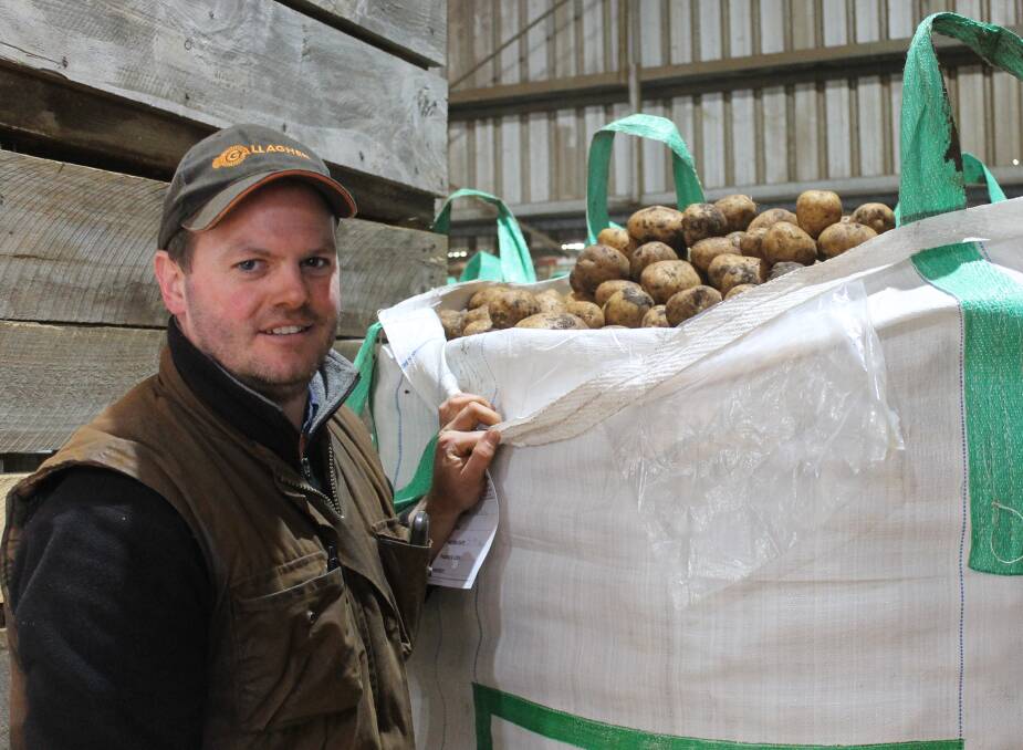 Bag 'em up: Glenn Murphy with a bulk bag of grade one potatoes, which satisfy supermarket specifications.