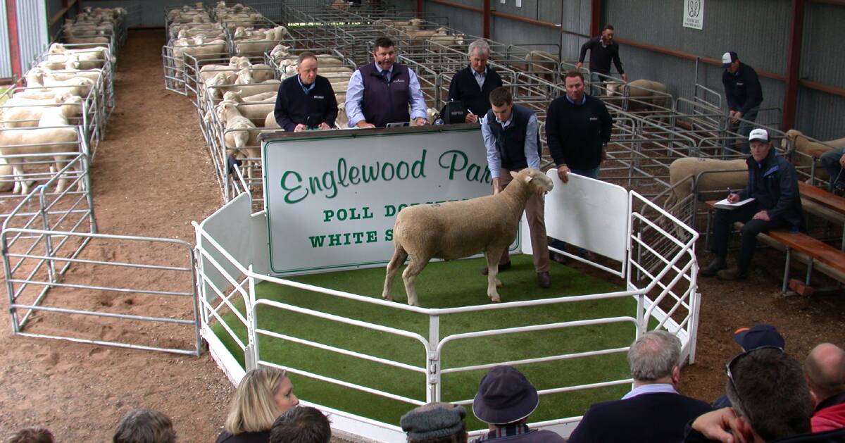 One of the top-priced rams at the Englewood Park's sale. Photo courtesy Pagination Design Services.