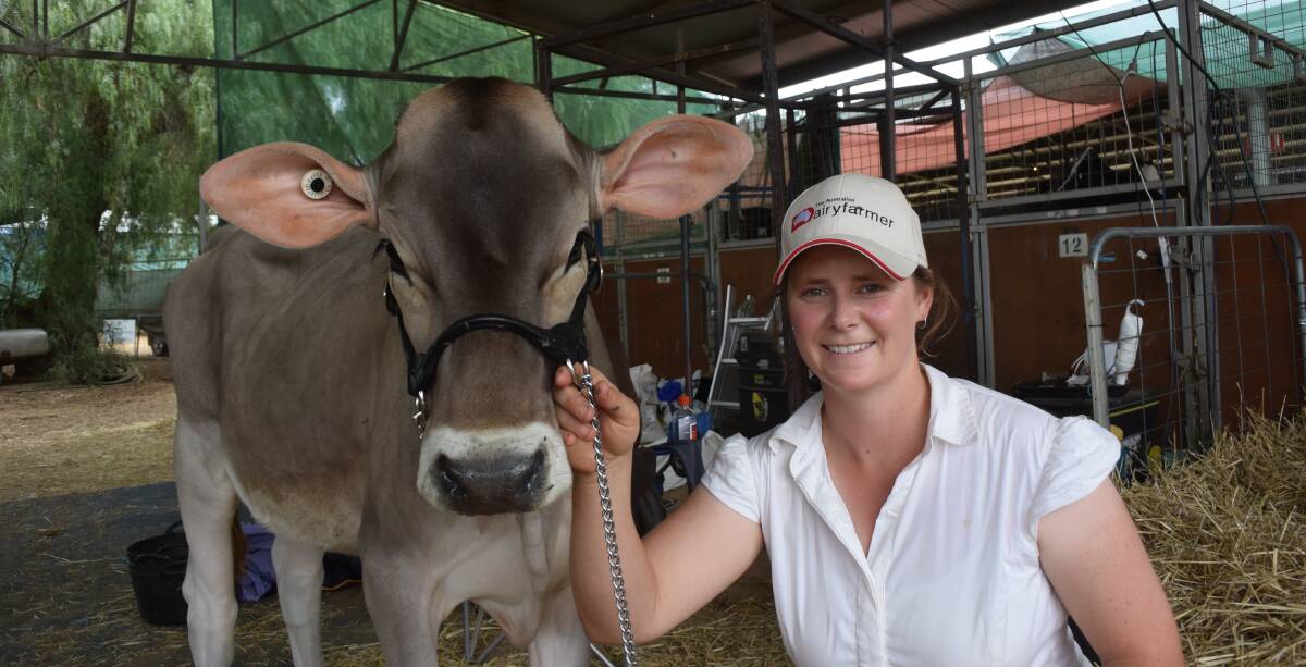 Dairy dream: Kit Davidson enjoys breeding and showing cattle and won junior champion Brown Swiss at IDW with Kit Brookings Spencer.

