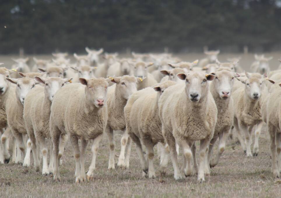 Ewes have electronic ID ear tags and Mr Fort said collecting information on fertility, growth and carcase data could enhance their breeding operation.