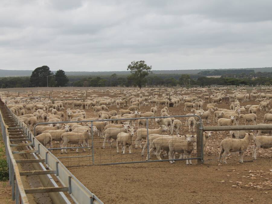 The feedlot and containment system have proved invaluable in the dry season. Lambs are finished on a total mixed ration and this year ewes have been fed grain.