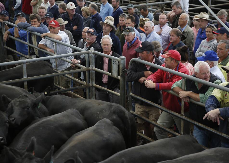 Good buying: At the Yea female sale, many buyers came from within a 100km radius and the competition was boosted by interest from Central Victoria, Gippsland and even the state's west. Photo: Elle Shaw, The Yea Chronicle. 