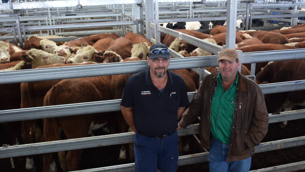 Mark Murray (left), Murray Transport, brought the cattle in the night before the sale for vendor Phillip Paton, who was very happy with the $1515 this pen of 36 Poll Hereford steers, 521kg, made.