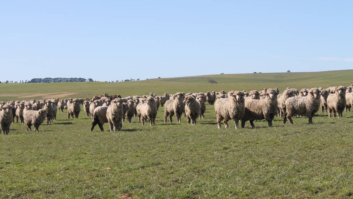 These ewe hoggets were tagged with electronic identification in the hope of recording data and ultimately increasing the flock's productivity.