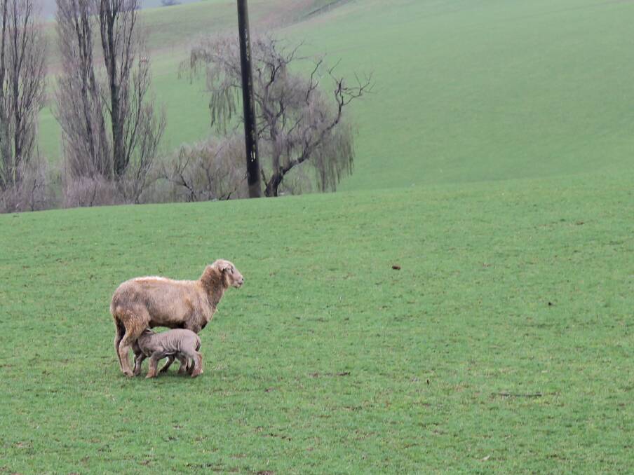 A first-cross Merino ewe with a Southdown lamb. The family sells most of the lambs in Thorpdale with the remainder sold direct to an abattoir.