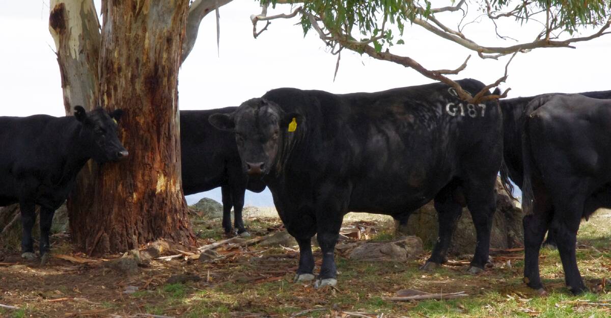  One of the Irelands Angus bulls bought by Jamie Walker, Mountain Maid, Omeo.