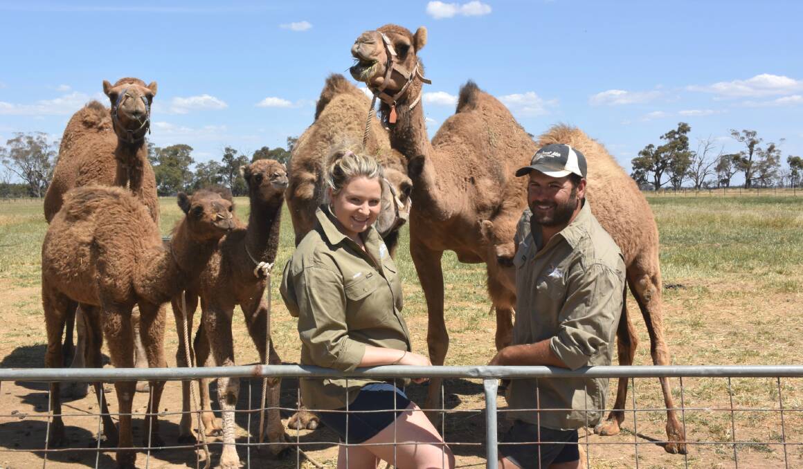 Leading a camel to milk: Megan and Chris Williams cannot keep up with demand for the fresh camel milk. Photo: Laura Griffin. 