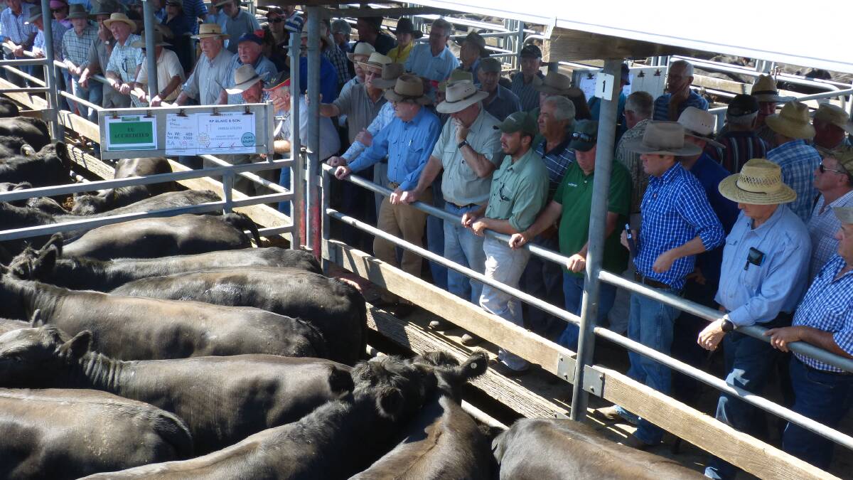 At a former Wangaratta sale. The buying gallery of last week's sale was dominated by local restockers.