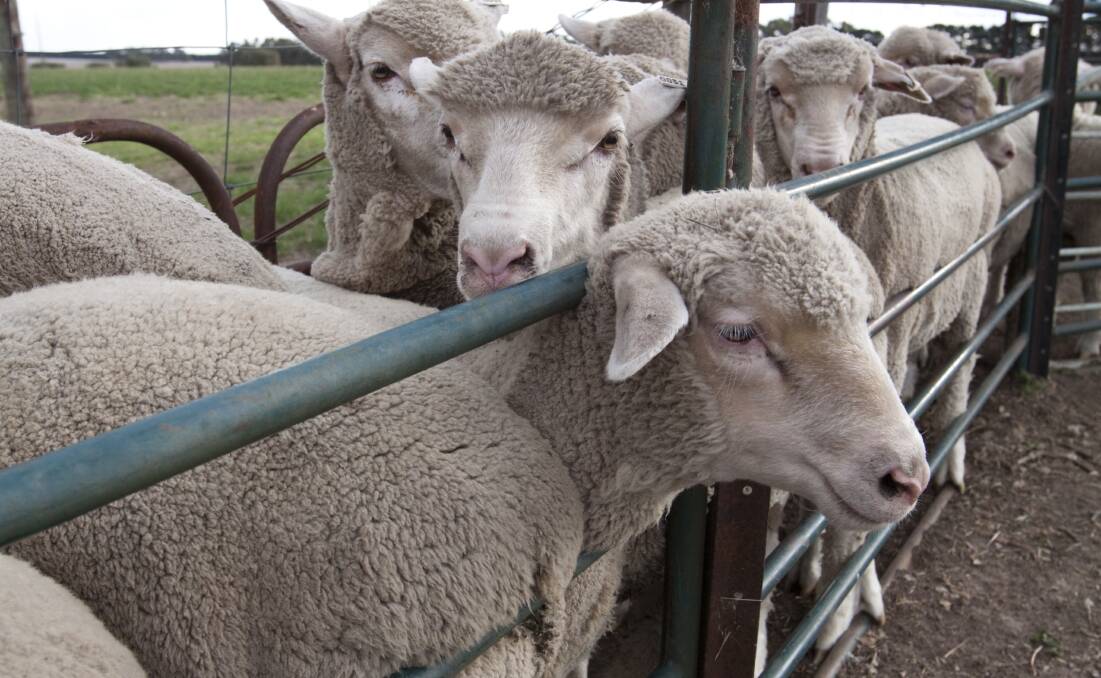 Industry groups have voiced their opposition to mandatory electronic tagging of individual sheep.
