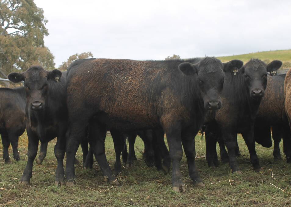 Casterton started its sale of weaner cattle last Friday and other feature sales will follow in the New Year.