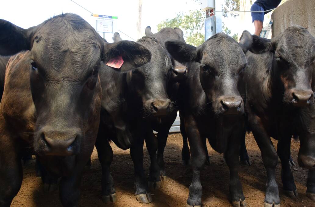 Angus cattle sold well at Wangaratta's grown and weaber sale last Friday.