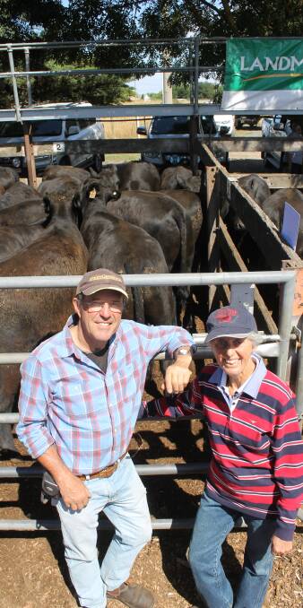 Hew and Di Richards, Midhill Vineyards, Romsey, sold these 23 steers, Glenaroua and Welcome Swallow bld, 393kg, for $1420 (equivalent to 361c/kg) to a local buyer.
