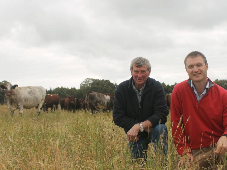 The Eloora Shorthorn herd is managed by father and son Ray and Dion Brook after initially being founded by Ray’s father Stanley. 