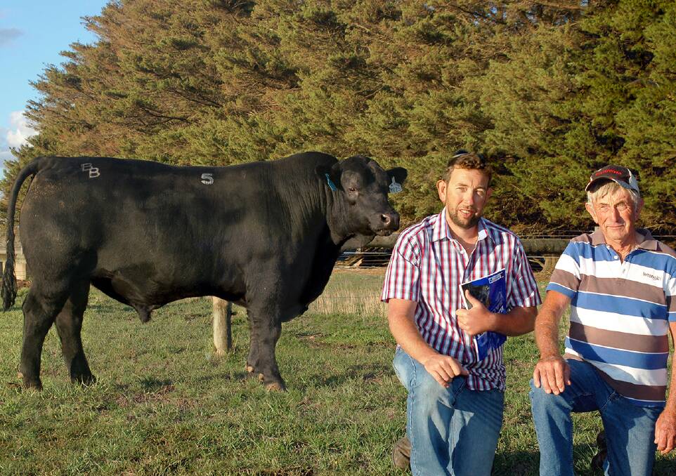 Damien and Barry Pitt, Sumantanga Park, Coonawarra, SA, with the Banquet bull they purchased for $14,000. They bought a second at $10,000.