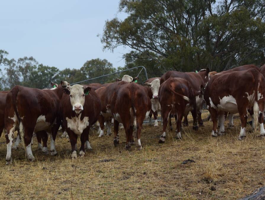These 2013-drop cows are due to have their second calves in March.
