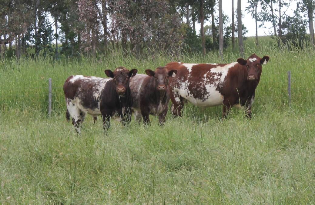 Shorthorns are renowned for their maternal instincts and milking ability.