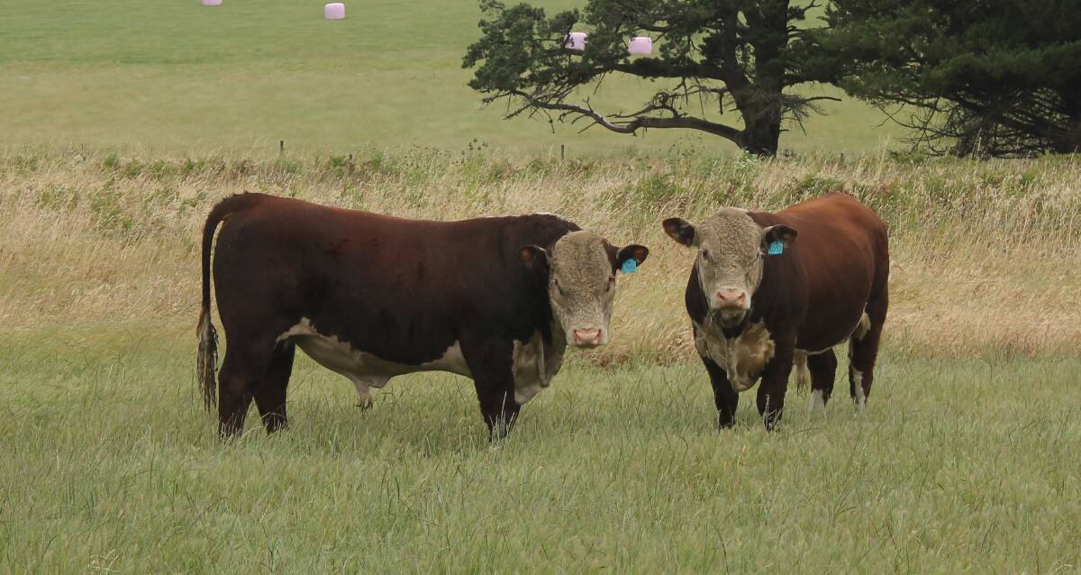 Young Milroy Hereford bulls photographed earlier in the year at Byaduk, which is enjoying a tremendous season.