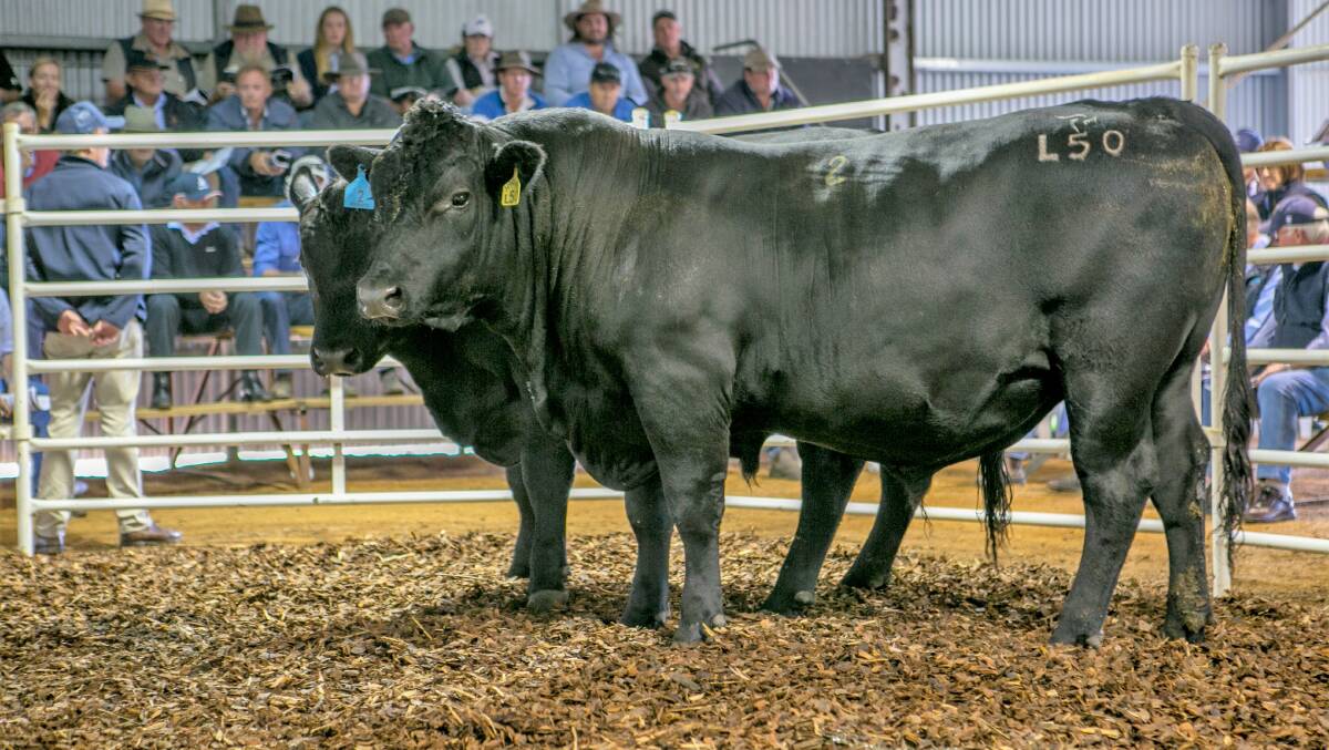 Lot 2 Boonaroo L50 in the ring at the Boonaroo Angus on-property sale. It was purchased by Coffey Partnership for $10,000. It was one of many highlights in the sale that saw a total clearance and an average price jump to $9148.